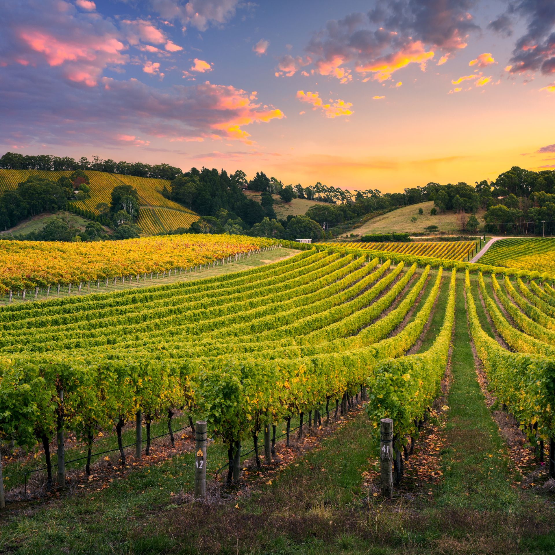 Reihen von Weinreben in einem Weinberg erstrecken sich über sanfte Hügel unter einem farbenprächtigen Sonnenuntergangshimmel, unweit der Seniorenresidenz Schwarzwald.